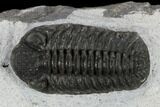 Adrisiops Weugi Trilobite - Recently Described Phacopid #115229-1